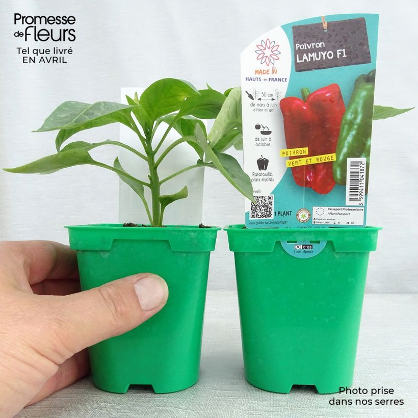 Pimiento Lamuyo F1 (planta) Maceta de 10 cm/11 cm Ejemplar entregado en la primavera
