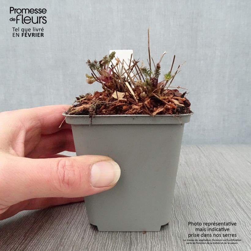 Polemonium Bressingham Purple Maceta de 8/9 cm Ejemplar entregado en invierno