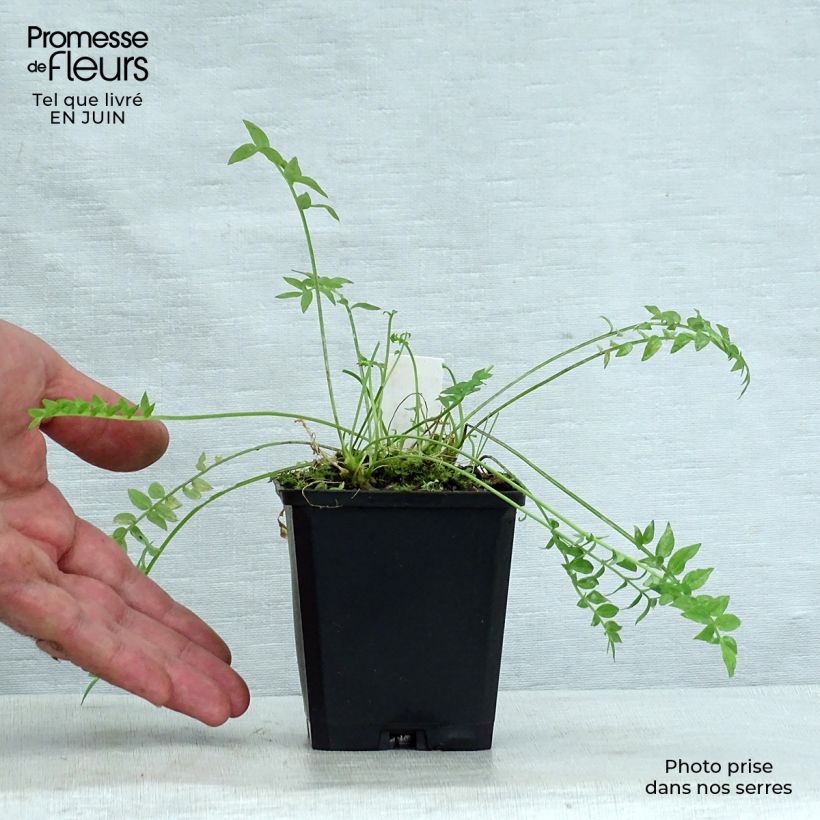 Ejemplar de Polemonium yezoense Halfway to Paradise Maceta de 8/9 cm entregado en verano