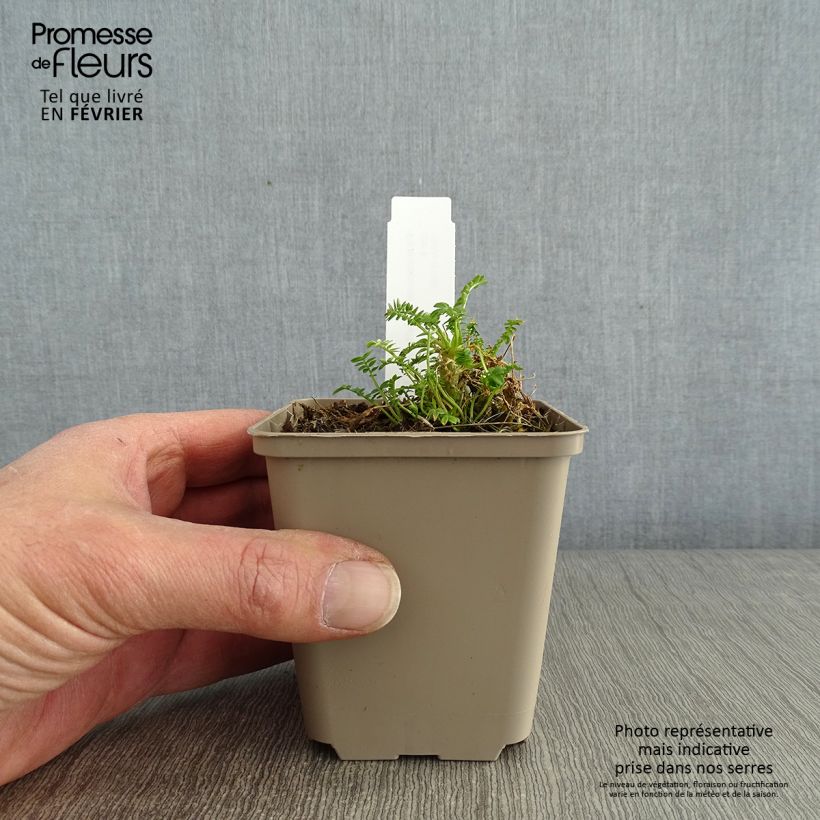 Polemonium yezoense Halfway to Paradise Maceta de 8/9 cm Ejemplar entregado en invierno