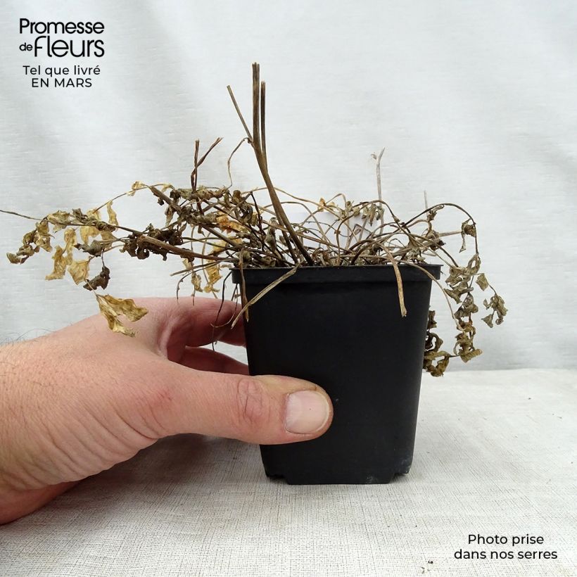 Polemonium reptans Stairway to Heaven Maceta de 8/9 cm Ejemplar entregado en la primavera