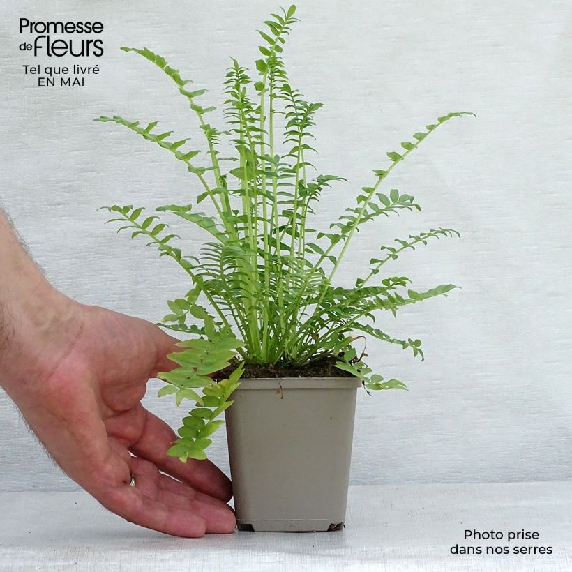 Polemonium caeruleum Album - Valeriana griega Maceta de 8/9 cm Ejemplar entregado en la primavera