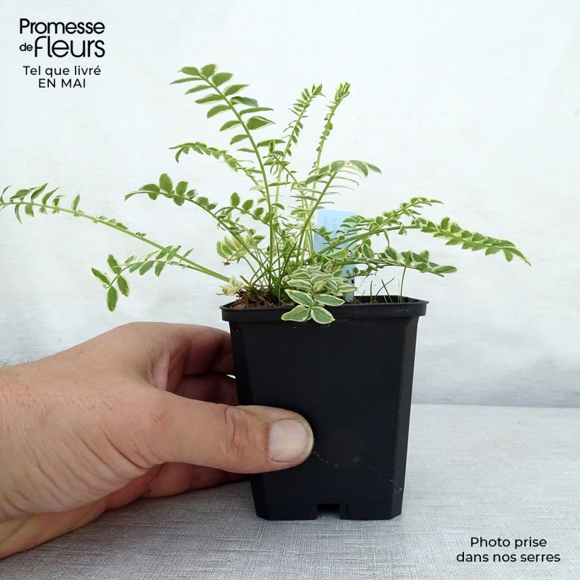 Polemonium caeruleum Brise d'Anjou - Valeriana griega Maceta de 8/9 cm Ejemplar entregado en la primavera