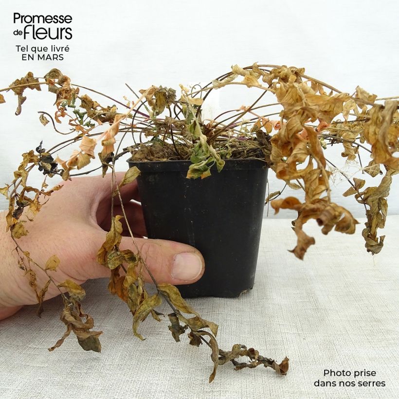 Polemonium caeruleum Lambrook Mauve - Valeriana griega Maceta de 8/9 cm Ejemplar entregado en la primavera