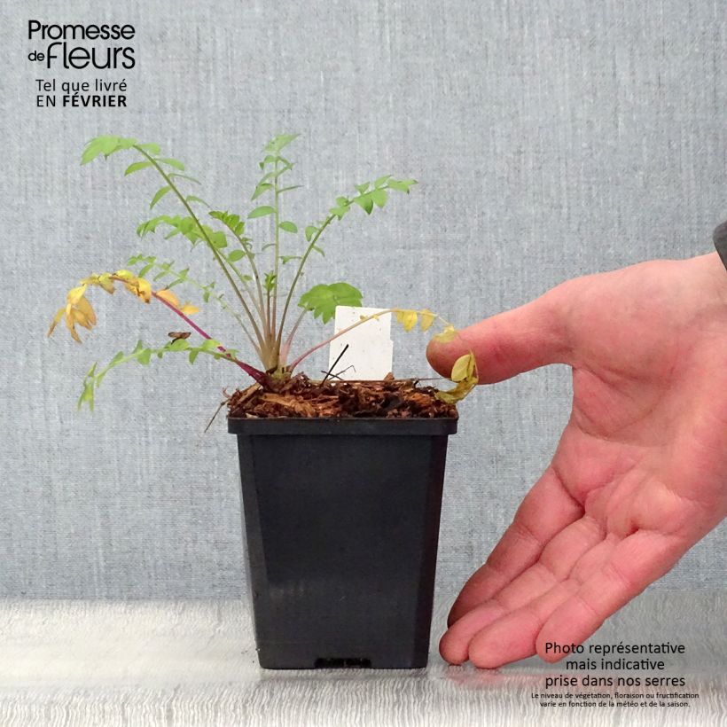 Polemonium caeruleum Lambrook Mauve - Valeriana griega Maceta de 8/9 cm Ejemplar entregado en invierno