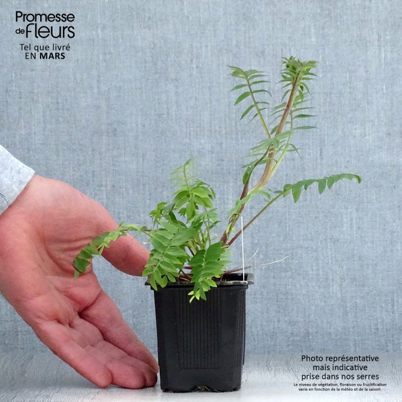 Polemonium carneum Apricot Delight Maceta de 8/9 cm Ejemplar entregado en la primavera