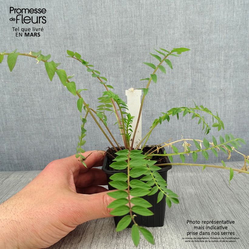 Polemonium carneum Apricot Delight Maceta de 8/9 cm Ejemplar entregado en invierno