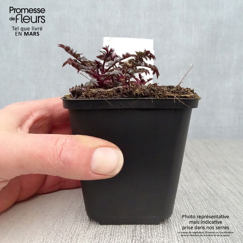 Polemonium Heaven Scent Maceta de 8/9 cm Ejemplar entregado en la primavera