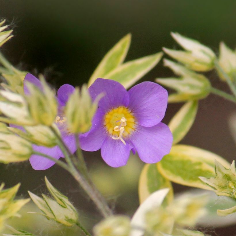 Polemonium pulcherrimum Golden Feathers (Floración)