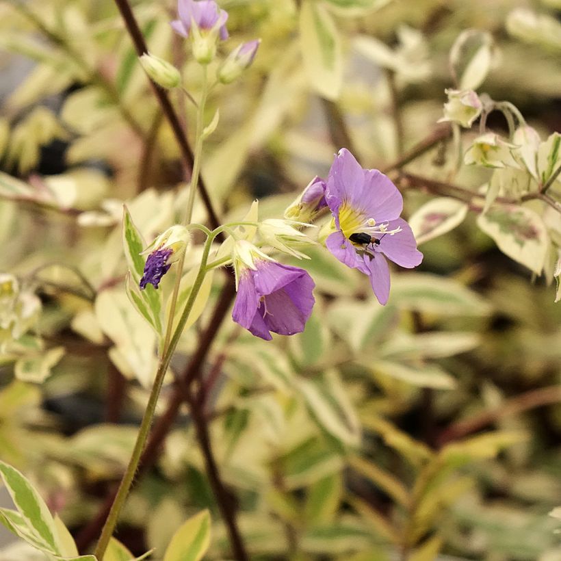 Polemonium pulcherrimum Golden Feathers (Floración)