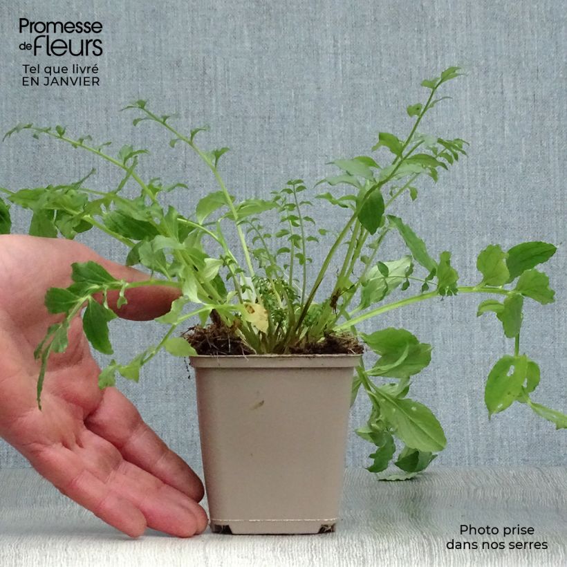 Polemonium reptans Blue Pearl Maceta de 8/9 cm Ejemplar entregado en invierno