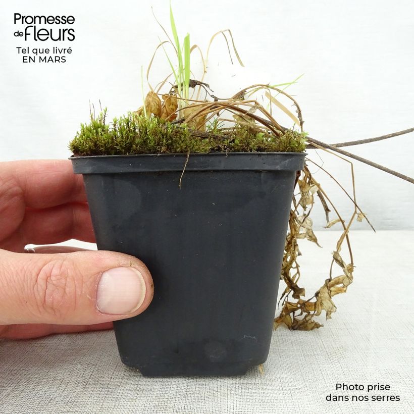 Polemonium reptans Touch of Class Maceta de 8/9 cm Ejemplar entregado en la primavera