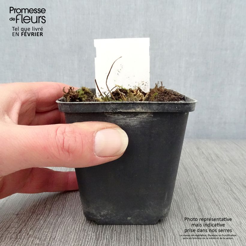 Polemonium reptans Touch of Class Maceta de 8/9 cm Ejemplar entregado en invierno