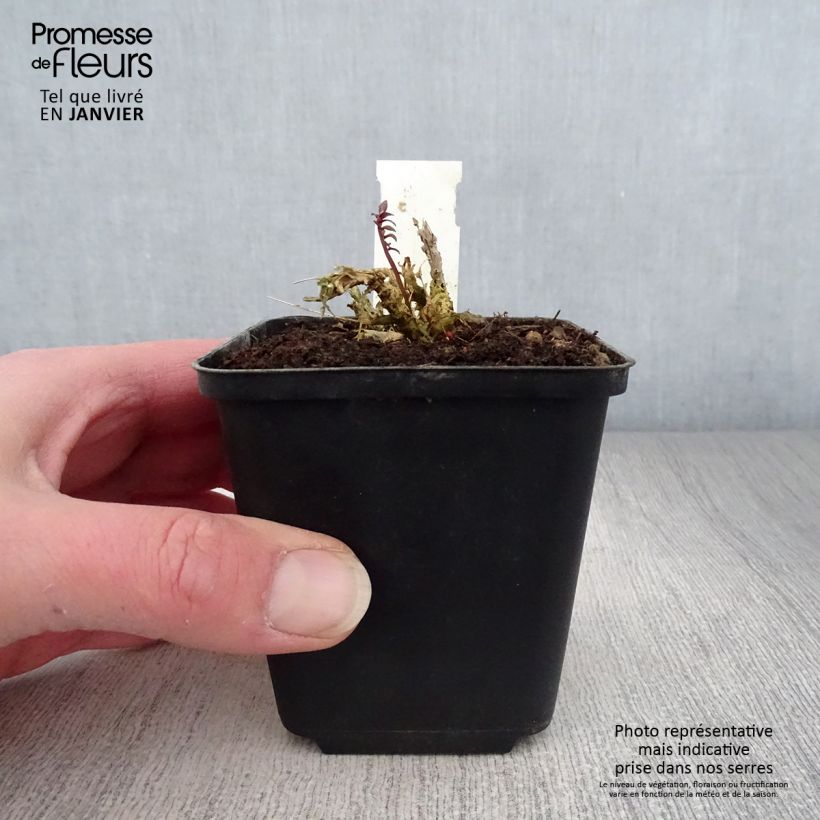 Polemonium yezoense Purple rain Maceta de 8/9 cm Ejemplar entregado en invierno