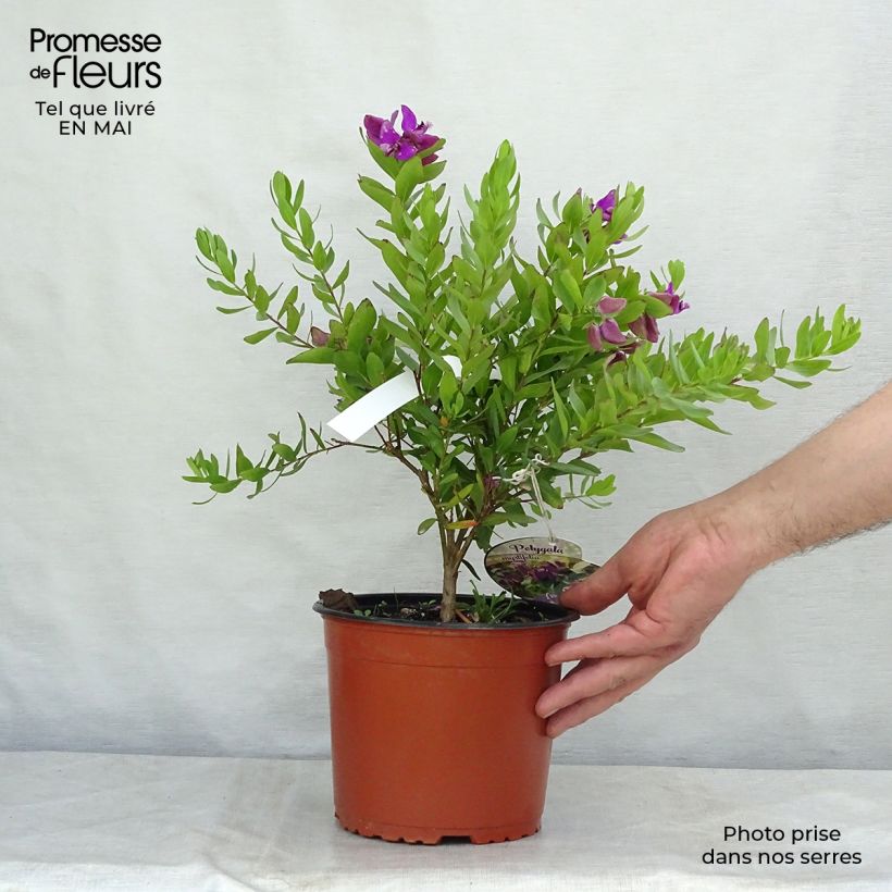 Polygala myrtifolia Maceta 2L/3L Ejemplar entregado en la primavera