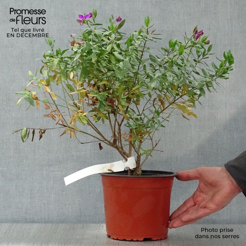 Polygala myrtifolia Maceta 2L/3L Ejemplar entregado en invierno