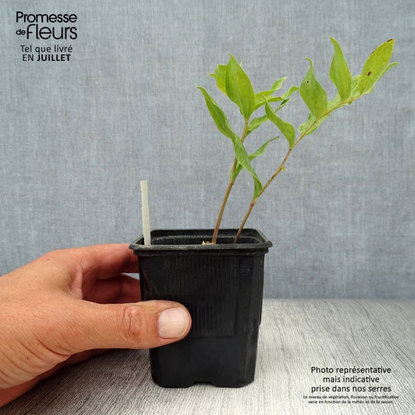Ejemplar de Polygonatum Weihenstephan - Sello de Salomón Maceta de 8/9 cm entregado en verano