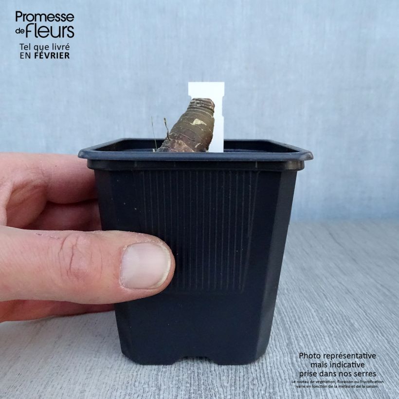 Polygonatum Weihenstephan - Sello de Salomón Maceta de 8/9 cm Ejemplar entregado en invierno