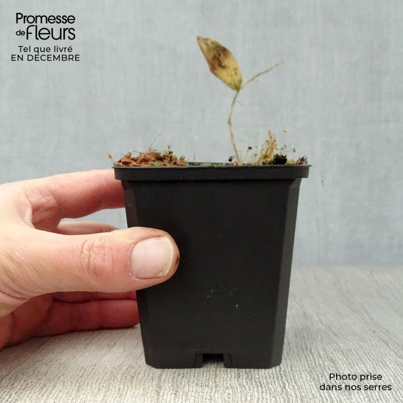 Polygonatum commutatum Maceta de 8/9 cm Ejemplar entregado en invierno