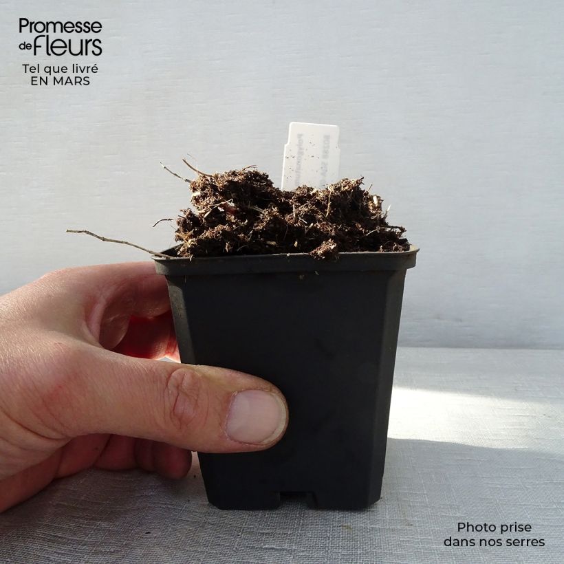 Polygonatum humile Maceta de 8/9 cm Ejemplar entregado en la primavera