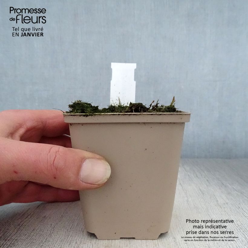 Polygonatum humile Maceta de 8/9 cm Ejemplar entregado en invierno