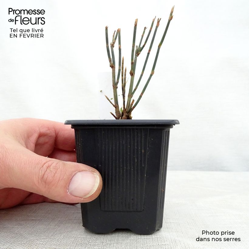 Polygonum scoparium Maceta de 8/9 cm Ejemplar entregado en invierno