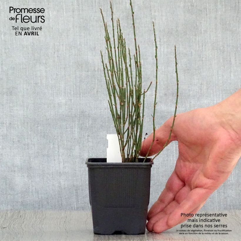 Polygonum scoparium Maceta de 8/9 cm Ejemplar entregado en la primavera