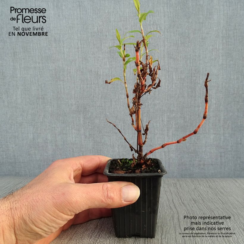 Ejemplar de Cilantro Vietnamita - Polygonum odoratum Maceta de 8/9 cm entregado en otoño