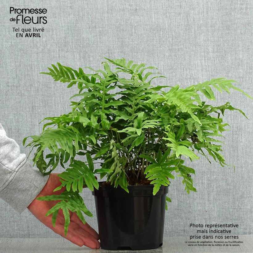 Polypodium cambricum Whitley Giant - Helecho Maceta 2L/3L Ejemplar entregado en la primavera
