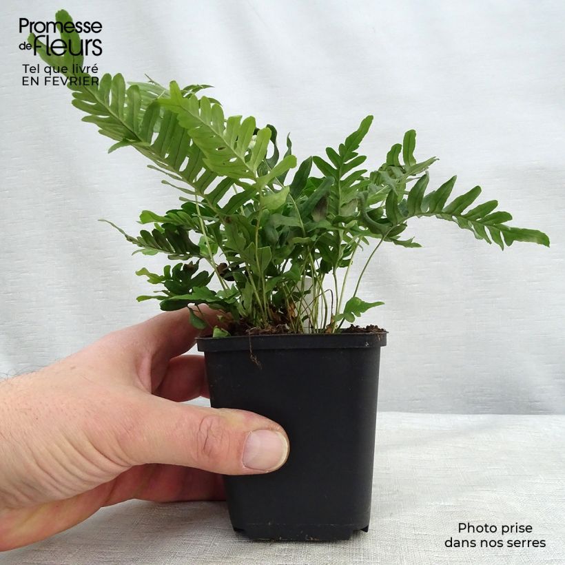 Polypodium vulgare Bifido Multifidum - Helecho Maceta de 8/9 cm Ejemplar entregado en invierno