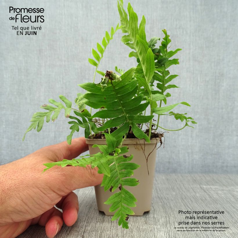 Ejemplar de Polypodium vulgare - Helecho Maceta de 8/9 cm entregado en verano