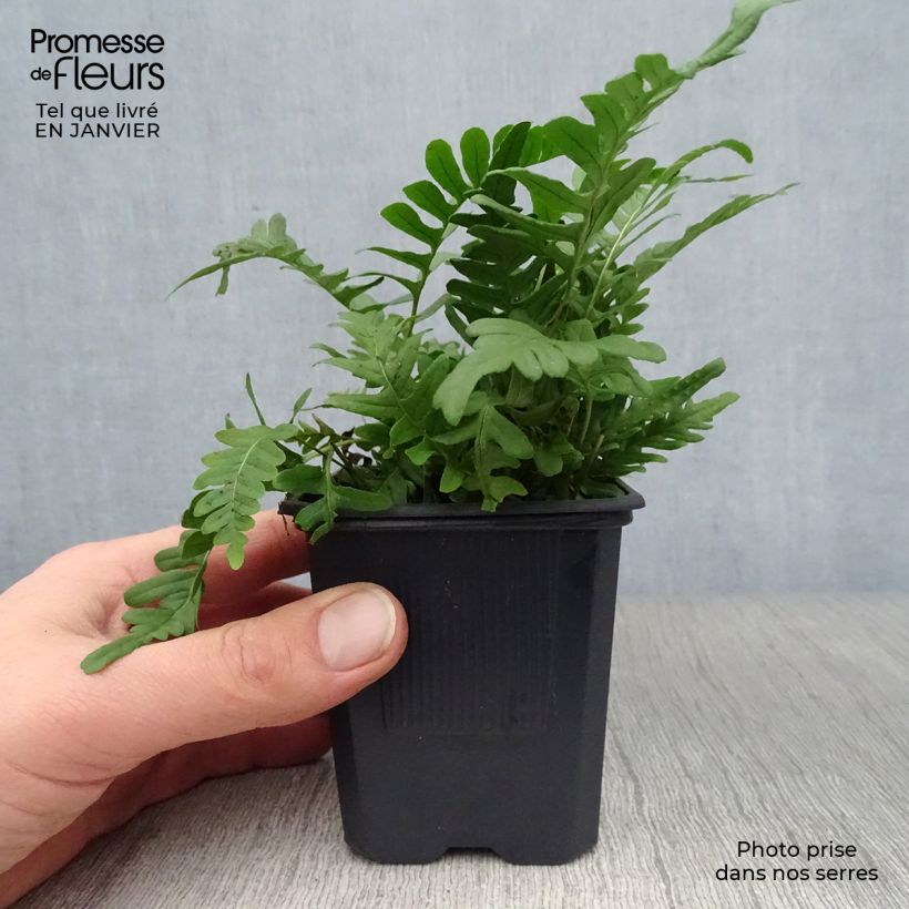 Polypodium vulgare - Helecho Maceta de 8/9 cm Ejemplar entregado en invierno