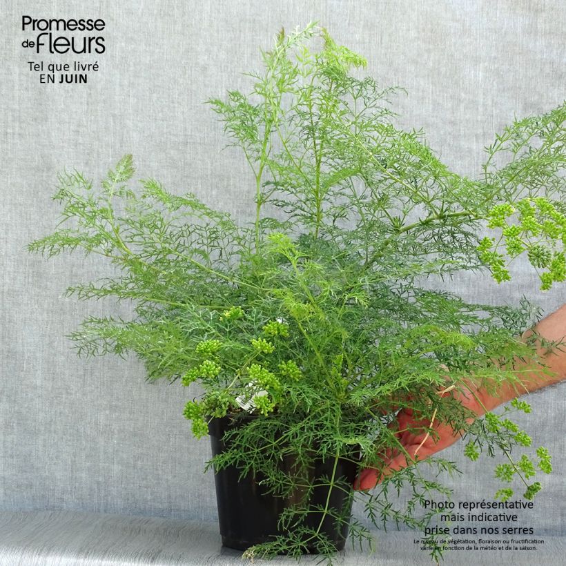 Ejemplar de Polyscias sambucifolia Maceta 4L/5L entregado en verano