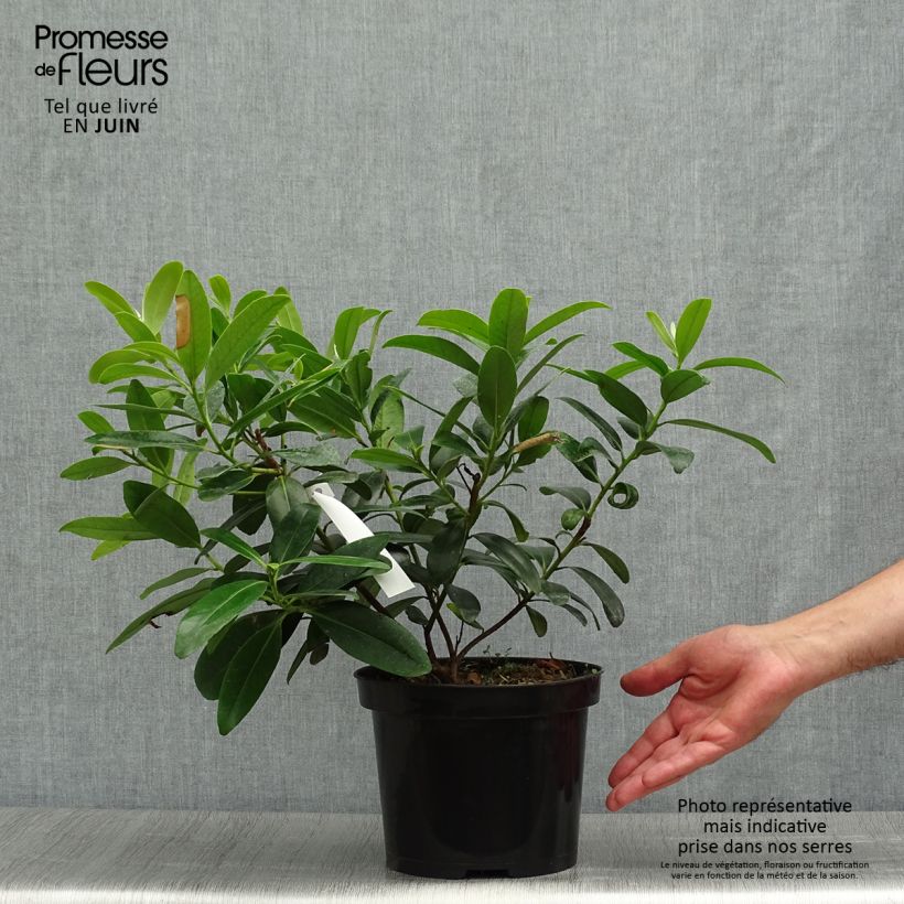 Ejemplar de Polyspora axillaris Maceta 3L/4L entregado en verano