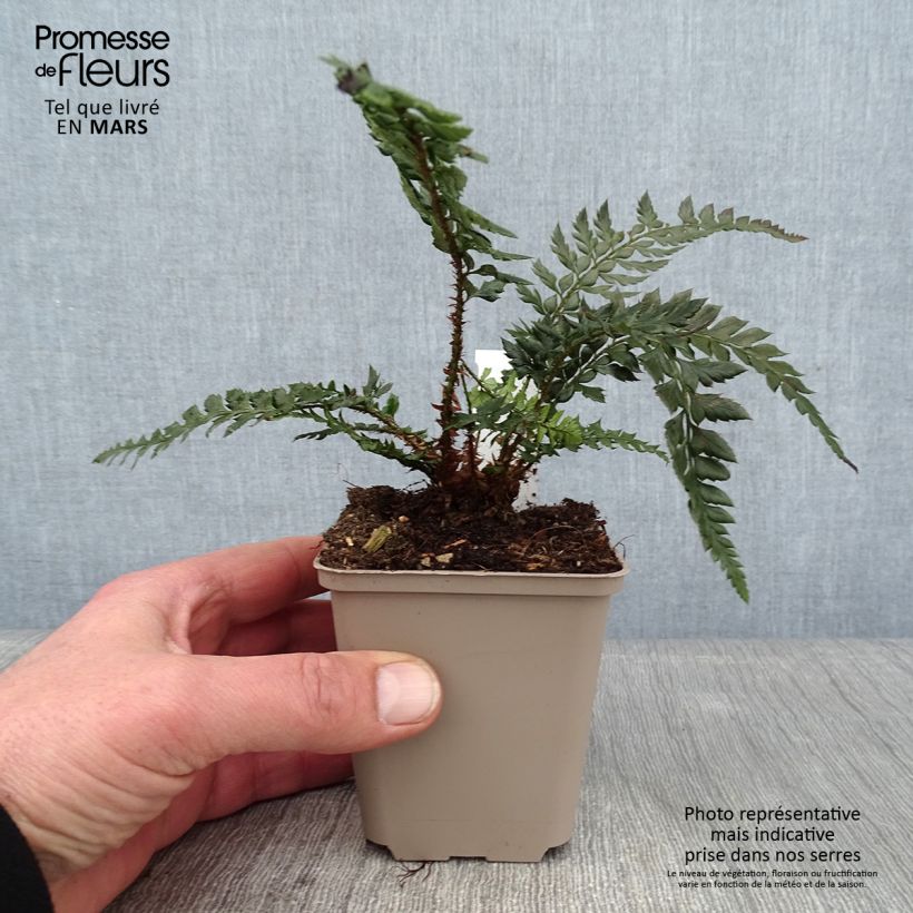 Polystichum polyblepharum Shiny Holy Fern - Helecho Maceta de 8/9 cm Ejemplar entregado en invierno