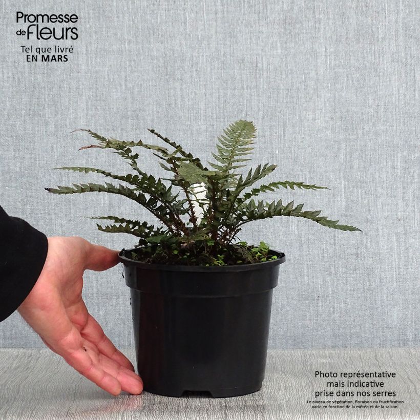 Polystichum polyblepharum Shiny Holy Fern - Helecho Maceta 2L/3L Ejemplar entregado en invierno