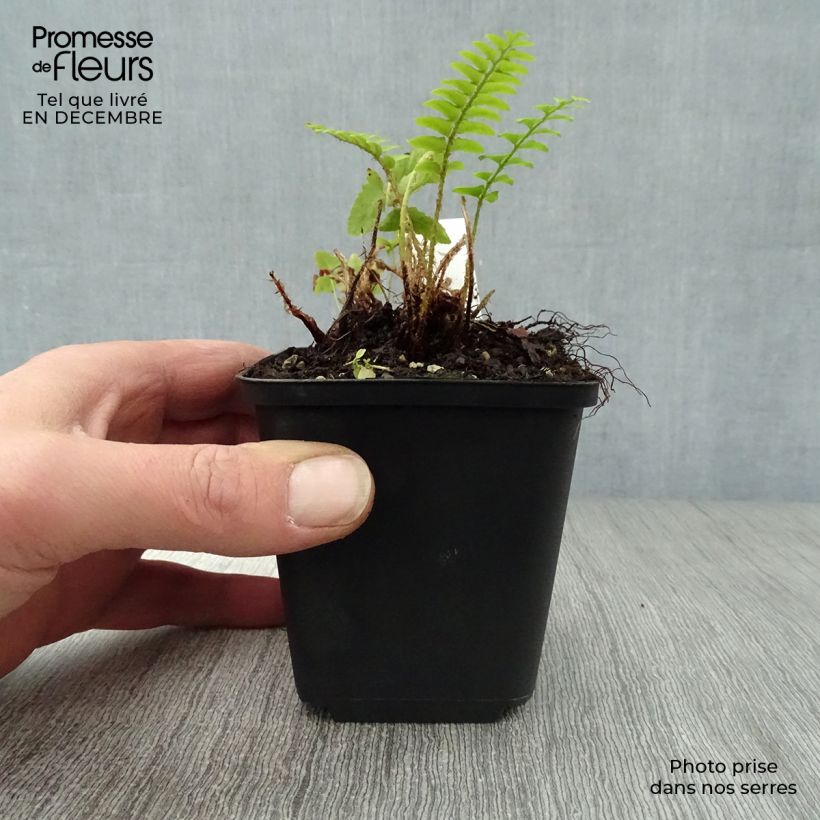 Polystichum acrostichoides - Helecho navideño Maceta de 8/9 cm Ejemplar entregado en invierno