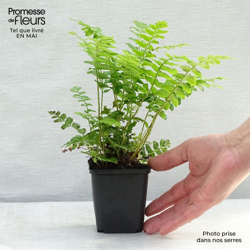 Polystichum acrostichoides - Helecho navideño Maceta de 8/9 cm Ejemplar entregado en la primavera