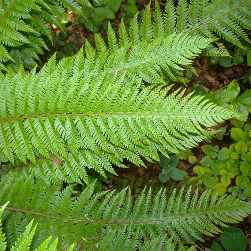 Polystichum aculeatum - Helecho (Follaje)
