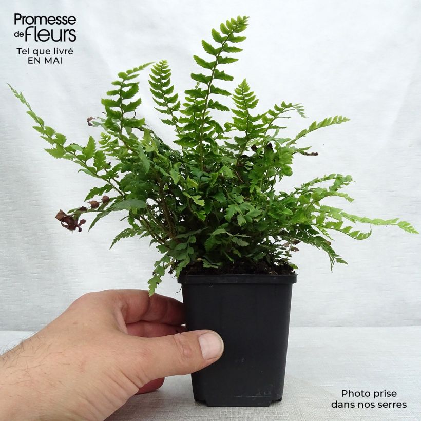 Polystichum aculeatum - Helecho Maceta de 8/9 cm Ejemplar entregado en la primavera