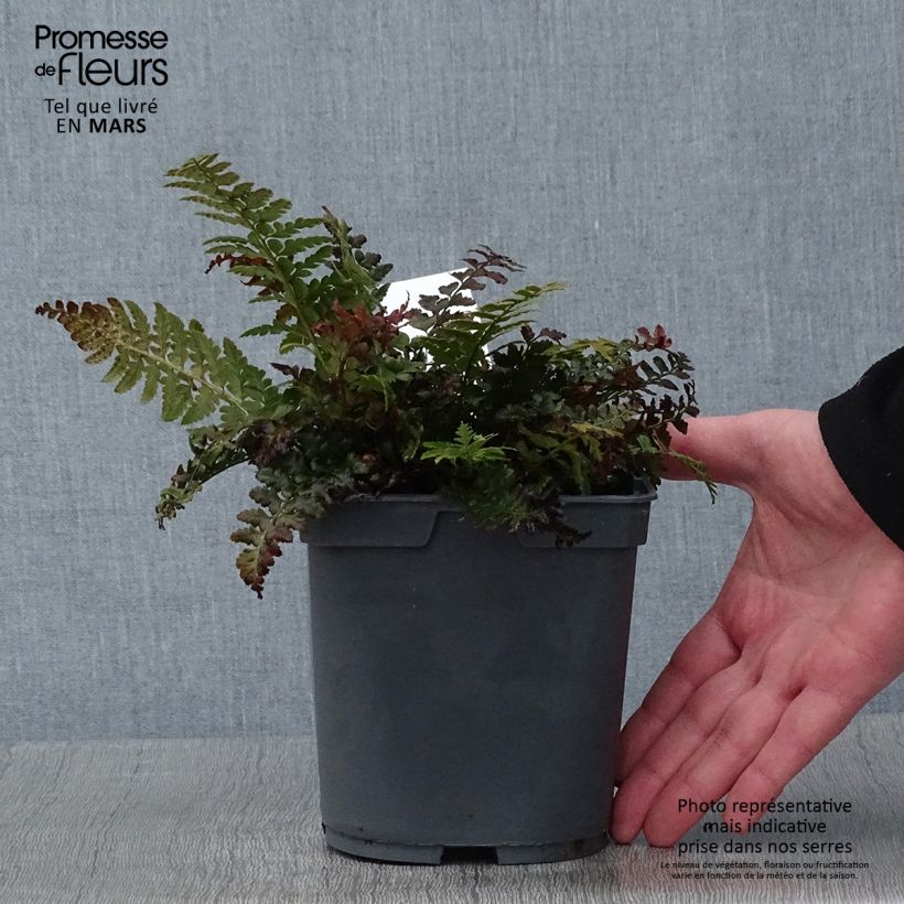 Polystichum aculeatum - Helecho Maceta 2L/3L Ejemplar entregado en invierno