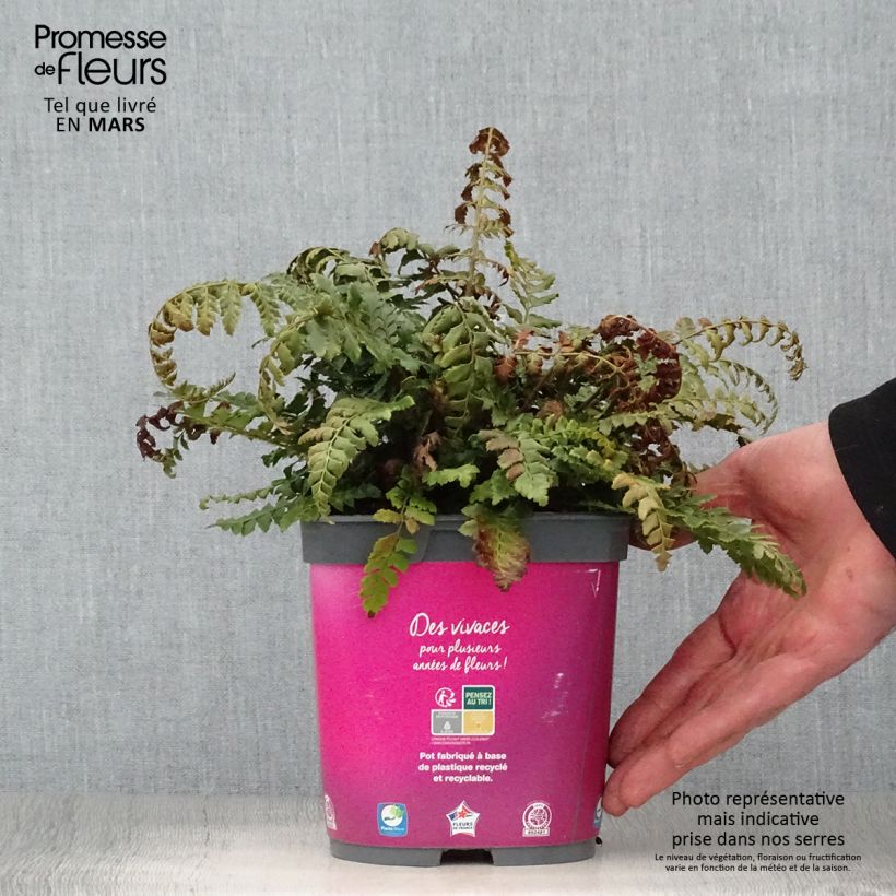 Polystichum aculeatum - Helecho Maceta 2L/3L Ejemplar entregado en la primavera