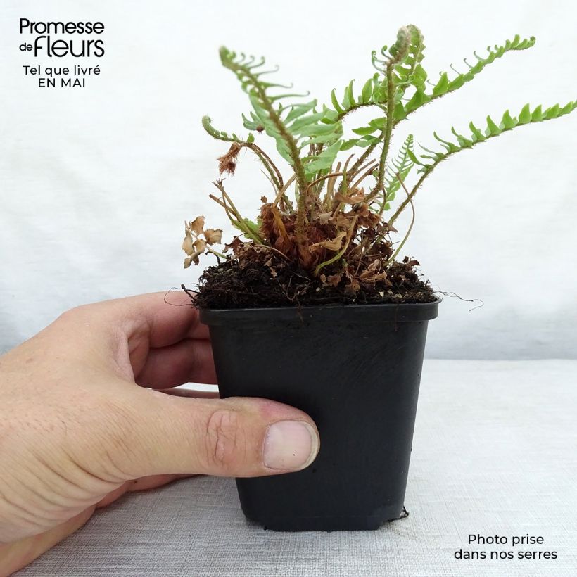 Polystichum munitum - Helecho Maceta de 8/9 cm Ejemplar entregado en la primavera