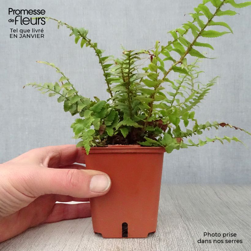 Polystichum munitum - Helecho Maceta de 8/9 cm Ejemplar entregado en invierno