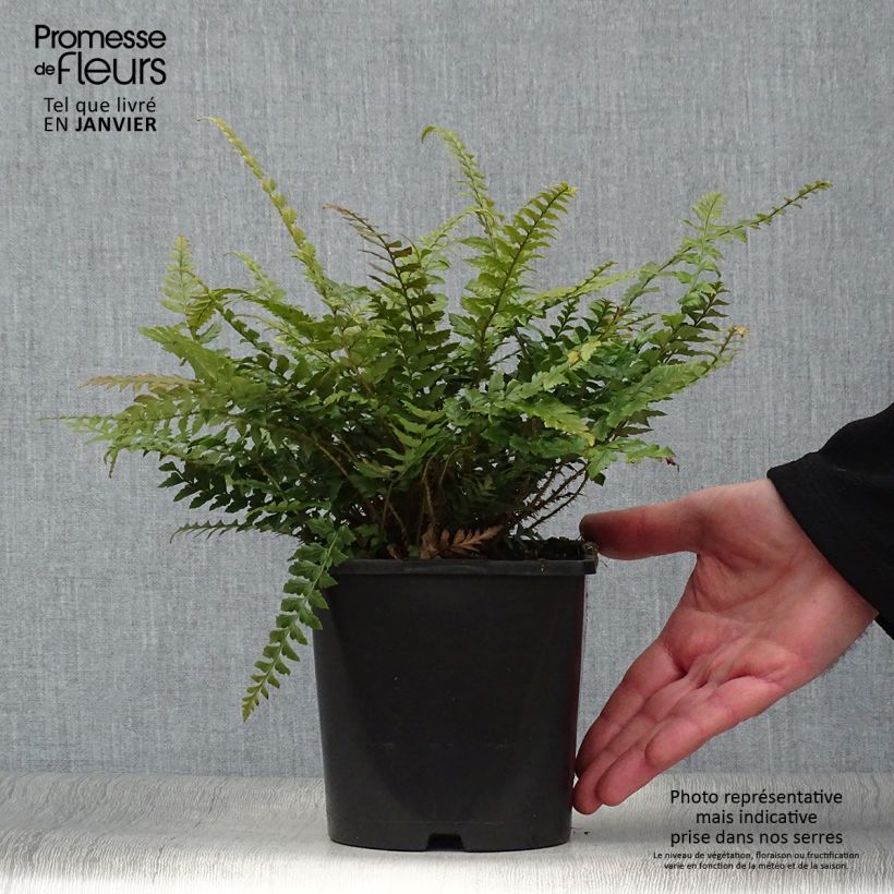 Polystichum neolobatum - Helecho Maceta 2L/3L Ejemplar entregado en invierno