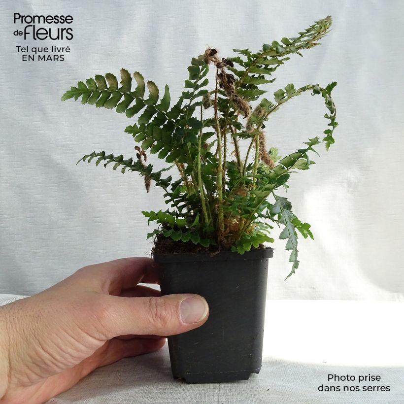 Polystichum polyblepharum - Helecho Maceta de 8/9 cm Ejemplar entregado en invierno