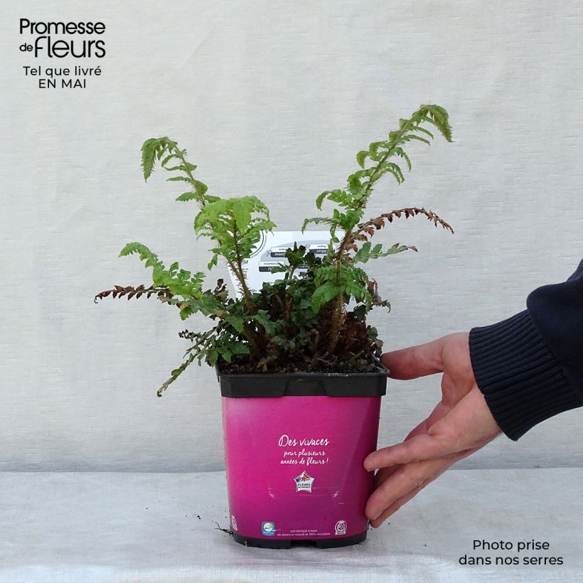 Polystichum polyblepharum - Helecho Maceta 2L/3L Ejemplar entregado en la primavera