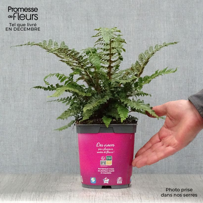Polystichum polyblepharum - Helecho Maceta 2L/3L Ejemplar entregado en invierno