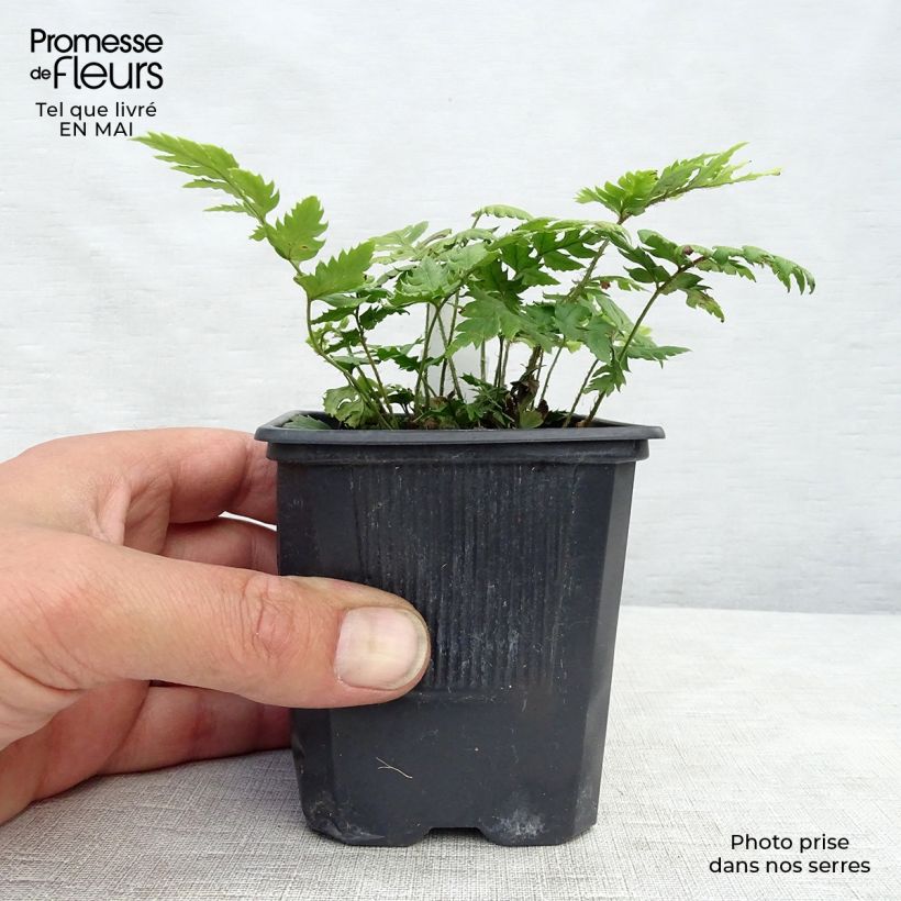 Polystichum rigens - Helecho Maceta de 8/9 cm Ejemplar entregado en la primavera