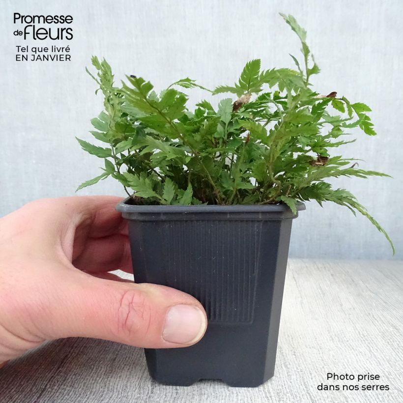 Polystichum rigens - Helecho Maceta de 8/9 cm Ejemplar entregado en invierno